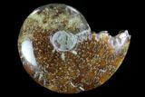 Polished, Agatized Ammonite (Cleoniceras) - Madagascar #97260-1
